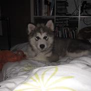 Blanding af racer Balto