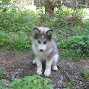 Blanding af racer Balto