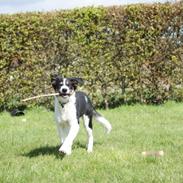 Border collie Aiko