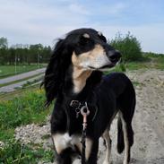 Saluki Kirman Arania