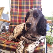 Cocker spaniel Oscar