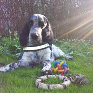 Cocker spaniel Oscar