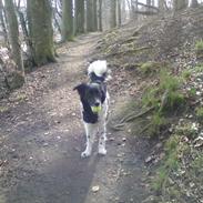 Border collie mille