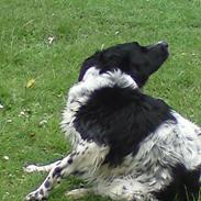 Border collie mille