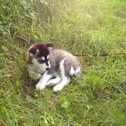 Alaskan malamute Akeela