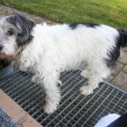 Blanding af racer Dexter (dingse)