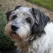 Blanding af racer Dexter (dingse)