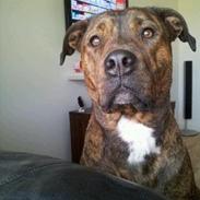 Blanding af racer tessa