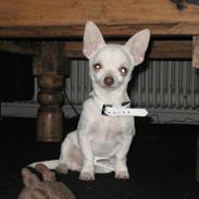 Chihuahua Basse