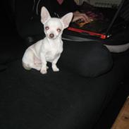 Chihuahua Basse