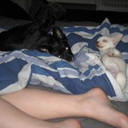 Chihuahua Basse