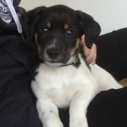 Dansk svensk gaardhund Ricco