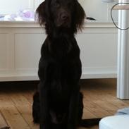 Flat coated retriever Zingo