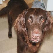 Flat coated retriever Zingo