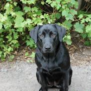 Labrador retriever Dina