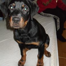 Blanding af racer Malou