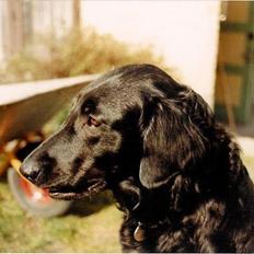 Flat coated retriever Melody Makers Forever yours ~Tessa~