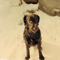 Flat coated retriever Melody Makers Forever yours ~Tessa~