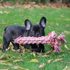 Fransk bulldog Ludvig