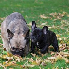 Fransk bulldog Ludvig