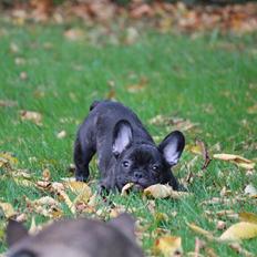 Fransk bulldog Ludvig