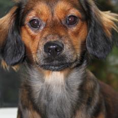 Blanding af racer Tessie