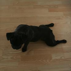 Fransk bulldog Lilly