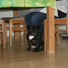 Fransk bulldog Lilly