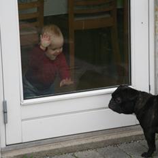 Fransk bulldog Lilly