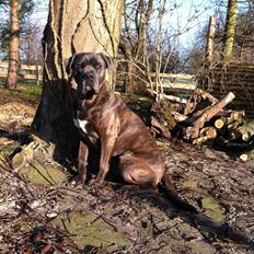 Cane corso ENZO