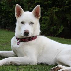 Siberian husky Luka R.I.P 