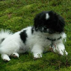 Tibetansk spaniel Kaztanje (Mic Mac Rock around the clock)