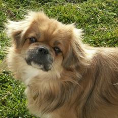 Tibetansk spaniel Zavanna *Kri Kris Pelumt*