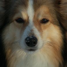 Blanding af racer Zaké