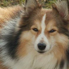 Blanding af racer Zaké