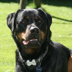 Rottweiler Victor