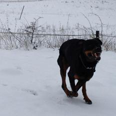 Rottweiler Victor