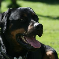 Rottweiler Victor
