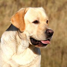 Labrador retriever Posters Yellow Moon (Ramses)