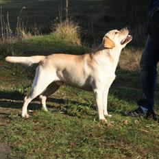 Labrador retriever Posters Yellow Moon (Ramses)
