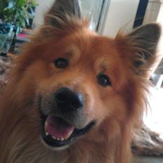 Islandsk fårehund Balto