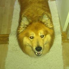 Islandsk fårehund Balto