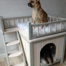 Blanding af racer Zhila