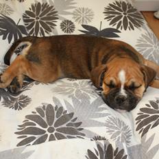 Olde english bulldogge Bulltok's Bertha