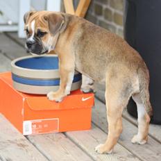 Olde english bulldogge Bulltok's Bertha