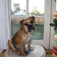 Olde english bulldogge Bulltok's Bertha