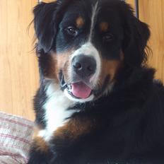 Berner sennenhund Walter