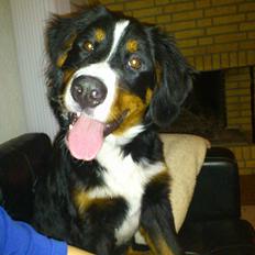 Berner sennenhund Walter