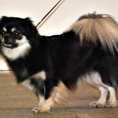 Tibetansk spaniel Bisquit