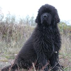 Newfoundlænder Believe I Can Fly - Balto